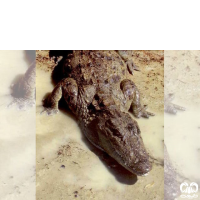 گونه کروکودیل پوزه کوتاه Mugger Crocodile